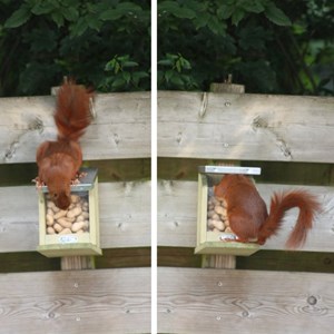 Mangeoire pour écureuils