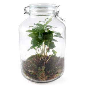 Terrarium 5 litres et son caféier