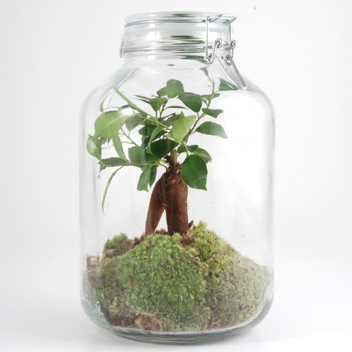 Terrarium 4 litres et son caféier Nature & Découvertes
