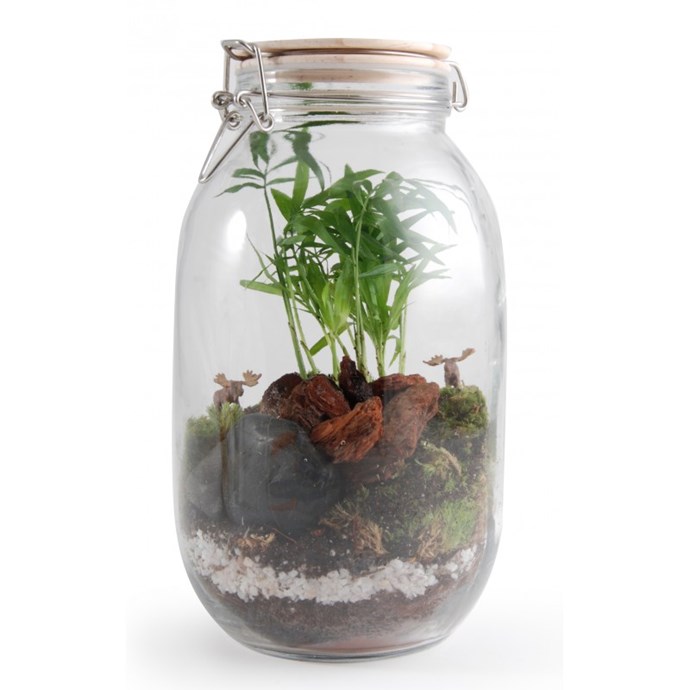 Terrarium élans et ambiance végétale Nature & Découvertes