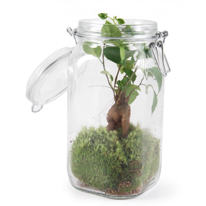 Terrarium 1,5 l et son ficus ginseng | Nature & Découvertes