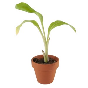 Carte nature un bananier pour le pirate