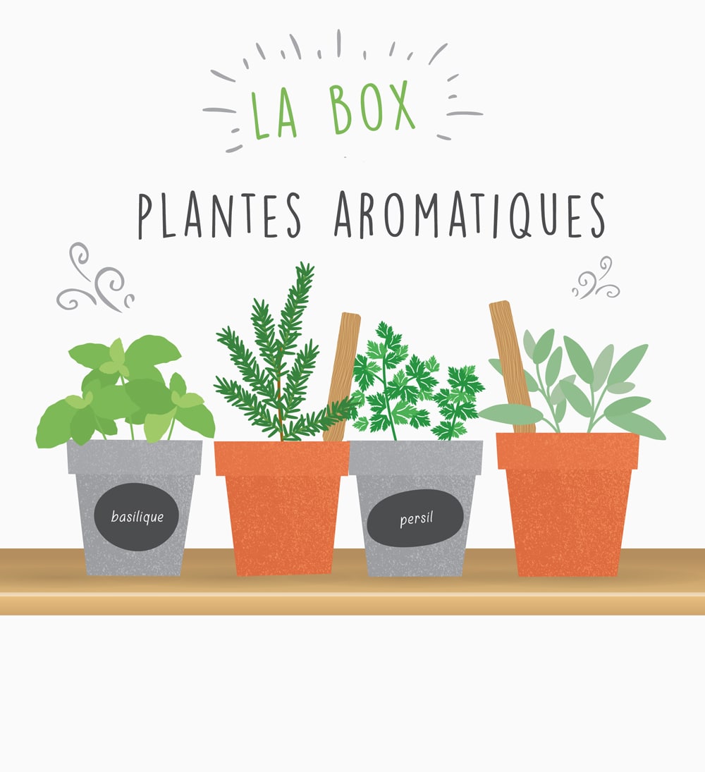 Box graines de plantes aromatiques