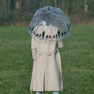 Parapluie transparent oiseaux
