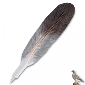 Stylo bille plume de pigeon en bois