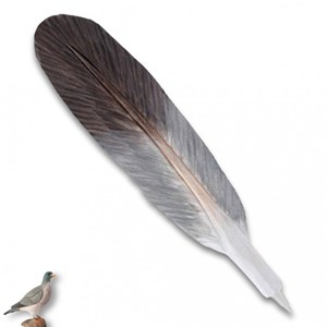 Stylo bille plume de pigeon en bois