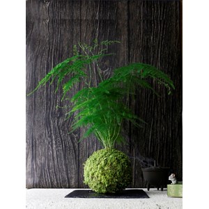Kokedama bassin du congo ni