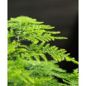 Kokedama bassin du congo ni