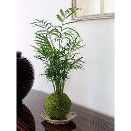 Kokedama choco-darien ni