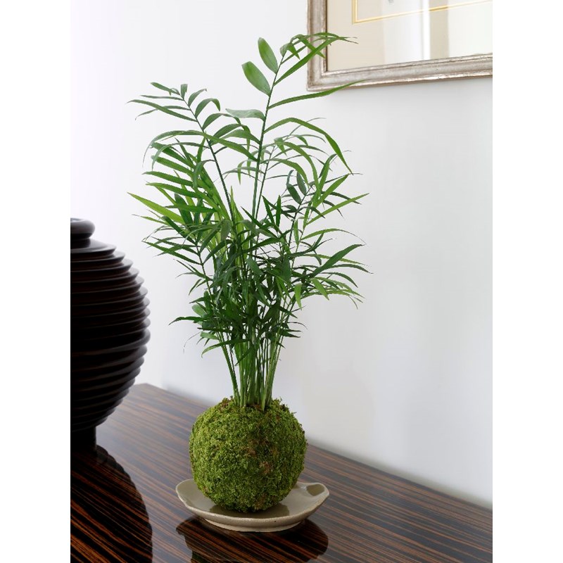 Kokedama choco-darien ni