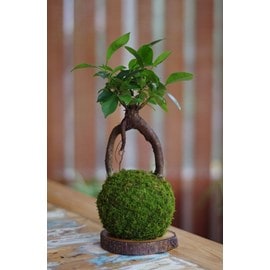 Kokedama daitoku-ji  ni