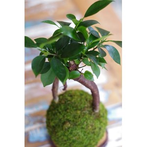 Kokedama daitoku-ji  ni