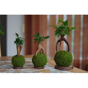 Kokedama daitoku-ji  ni