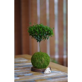 Kokedama fynbos ni