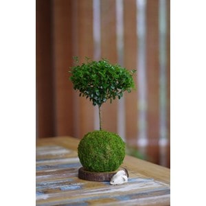 Kokedama fynbos ni