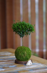 Kokedama fynbos ni