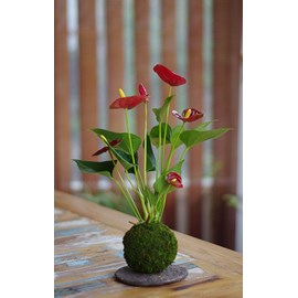 Kokedama gatun aka ichi 