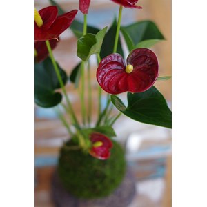 Kokedama gatun aka ichi 