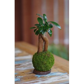 Kokedama magnet loropéni