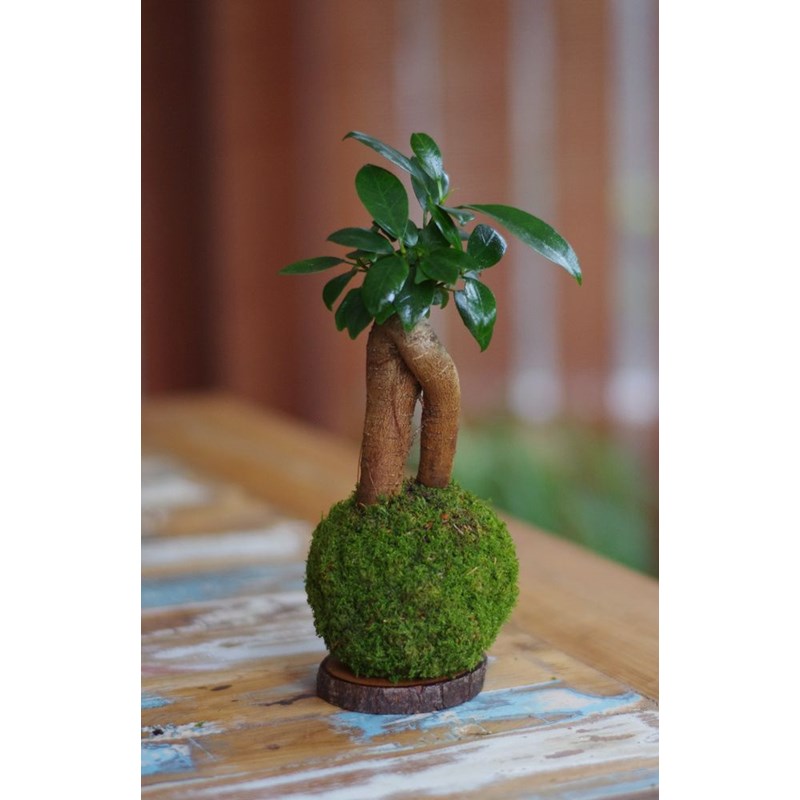 Kokedama magnet loropéni