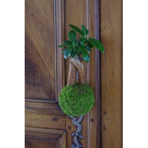 Kokedama magnet loropéni