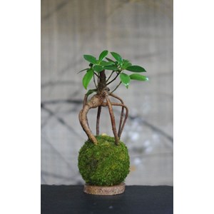 Kokedama magnet loropéni