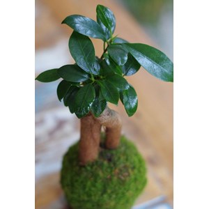 Kokedama magnet loropéni