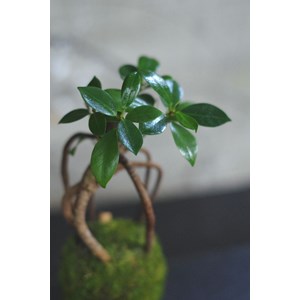 Kokedama magnet loropéni