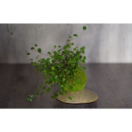Kokedama myohoji ni