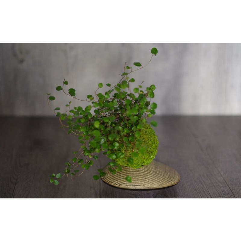 Kokedama myohoji ni