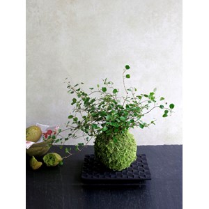Kokedama myohoji ni