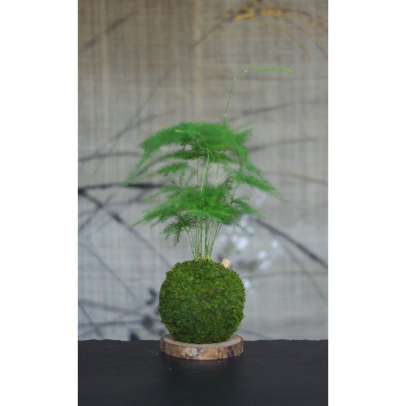 Aquaphyte - Kokedama magnet helmotz