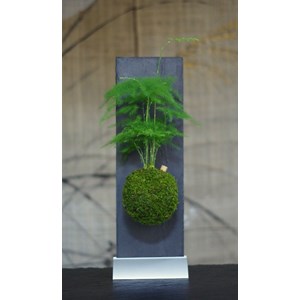 Kokedama magnet helmotz