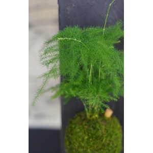 Kokedama magnet helmotz