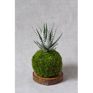 Kokedama magnet lushan