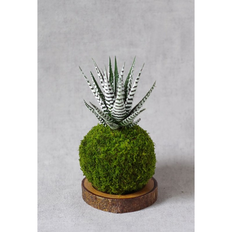 Kokedama magnet lushan