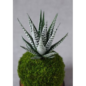Kokedama magnet lushan