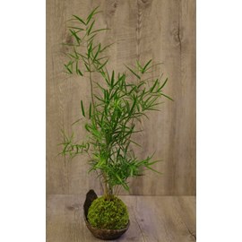 Kokedama mélanésie ni