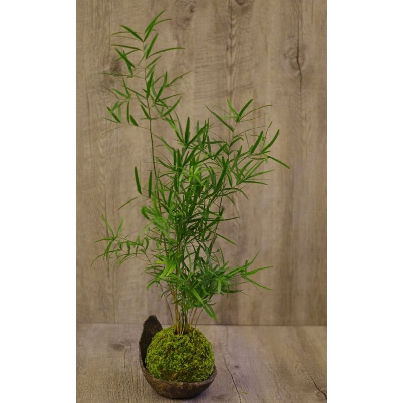 Kokedama mélanésie ni