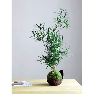Kokedama mélanésie ni