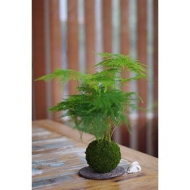 Kokedama bassin du congo ichi