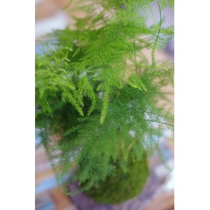 Kokedama bassin du congo ichi