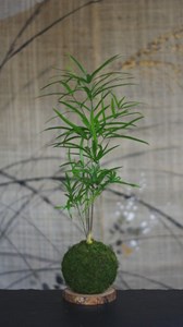 Kokedama magnet néodyne