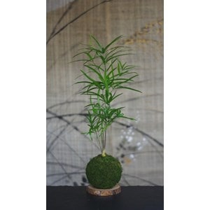 Kokedama magnet néodyne