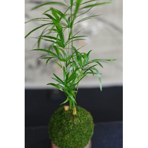 Kokedama magnet néodyne