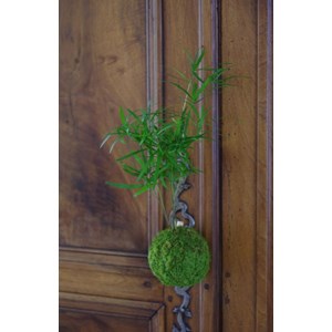 Kokedama magnet néodyne