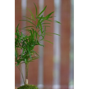 Kokedama magnet néodyne