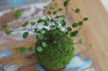 Kokedama magnet tesla