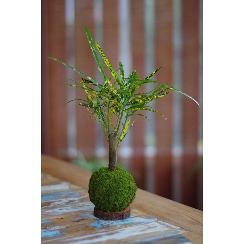 Kokedama magnet tongariro