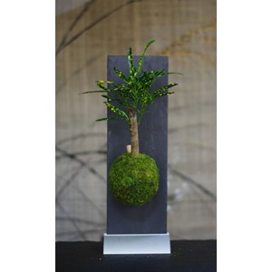 Kokedama magnet tongariro